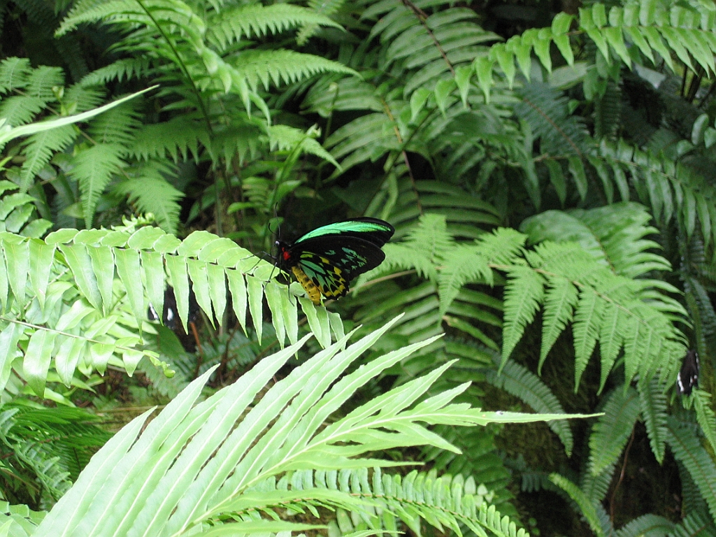 100 Kuranda Butterfly Sanctuary.jpg